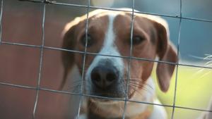 Op-Ed: How one puppy mill-teliant retailer is preempting local laws
