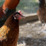 No Roost for Renewal: Peotone Let’s Backyard Chickens Expire
