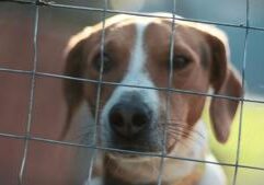 Op-Ed: How one puppy mill-teliant retailer is preempting local laws