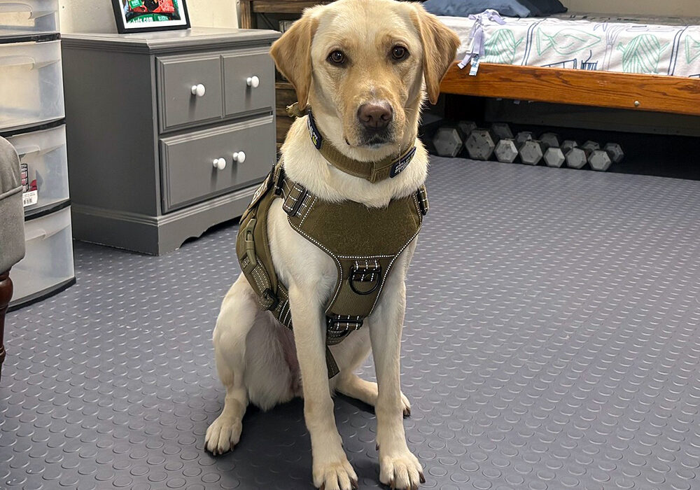 sheriff dog